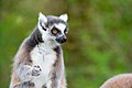 Lemur (36559497241).jpg