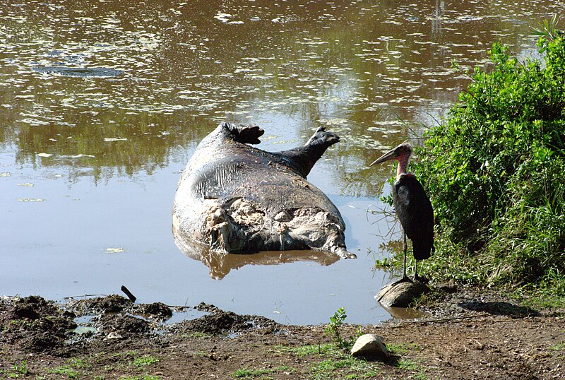 File:Leptoptilos crumeniferus hippopotamus.jpg