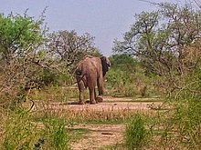 Elephant at Kalfou Reserve Les elephants dans la reserve faunique de Kalfou1.jpg