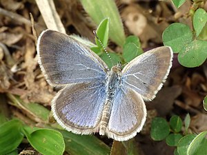 Zizina otis (Lesser Grass Blue), upper-side