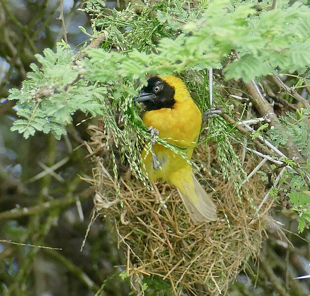 File:Lesser Masked Weaver (Ploceus intermedius) male weaving a new nest ... (52715131598).jpg