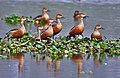 Lesser Whistling-ducks (Dendrocygna javanica) at Kolkata I IMG 2447.jpg