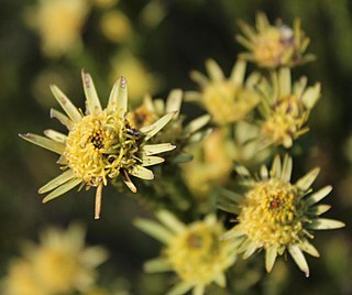 <i>Leucadendron stellare</i> Species of plant