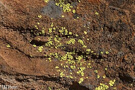 Lichens2 Isalo.jpg