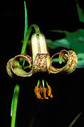 Lilium habaense