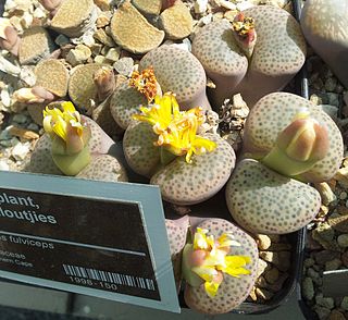 <i>Lithops fulviceps</i> Species of succulent
