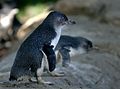 Мал син пингвин Eudyptula minor
