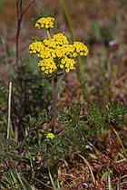   Lomatium utriculatum