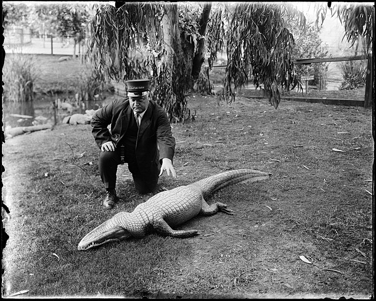 File:Los Angeles Alligator Farm (ca. 1907) 09.jpg