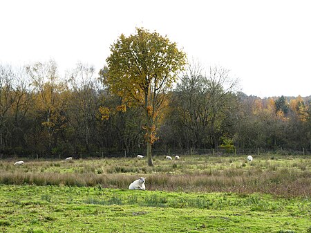 Lount Meadows 4