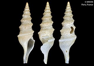 <i>Lucerapex</i> Genus of gastropods