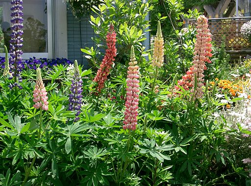 Lupinus polyphyllus4