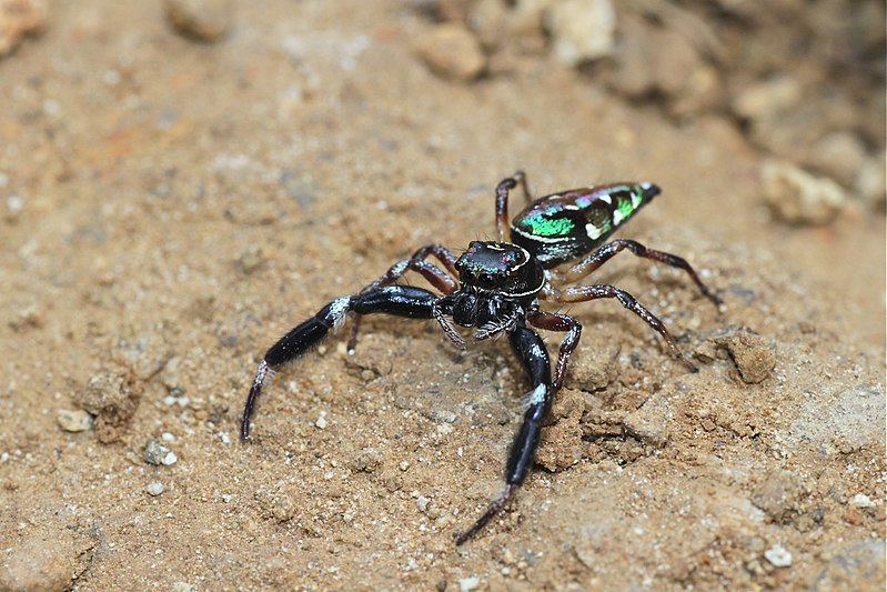 File:Lurio cf. solennis (Salticidae) (24197570931).jpg