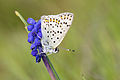 * Nomination Wing underside view of a male Sooty Copper (Lycaena tityrus). Adana, Turkey. --Zcebeci 08:16, 27 April 2016 (UTC) * Promotion Good quality. --Johann Jaritz 08:46, 27 April 2016 (UTC)