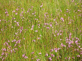 Lowland meadow grasses with ragged robin (Lychnis flos-cuculi) and hawkweed (Hieracium) Lychnis flos-cuculi Eglinton.JPG