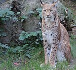 Lynx lynx, Eurasischer Luchs, Zoo Duisburg, 2014 (2).jpg