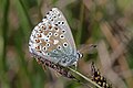 * Nomination Adonis blue (Polyommatus bellargus) male, Wiltshire --Charlesjsharp 21:01, 27 May 2018 (UTC) * Promotion Good quality. --Isiwal 21:05, 27 May 2018 (UTC)