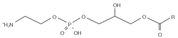 Lysophosphatidylethanolamine.png