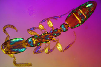 Músculos de hormiga (Leptanilla, Leptanillinae, Formicidae).jpg