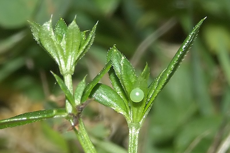 File:Macroglossum.stellatarum.060727.103s.Bastian.jpg