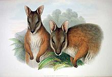 A drawing of two tammar wallabies by John Gould (1863) Macropus eugenii 2 Gould.jpg