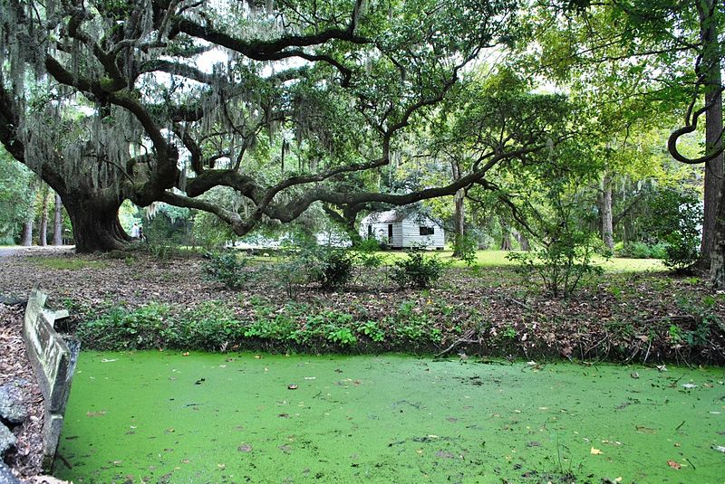 File:Magnolia Plantation and Gardens (Charleston, South Carolina) 15.JPG