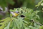 Thumbnail for File:Magnolia Warbler in White Oak foliage (47838106761).jpg
