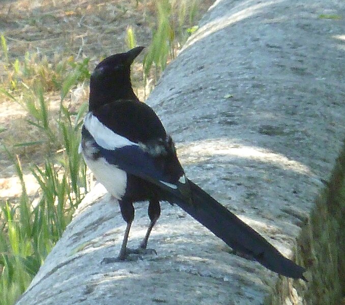 File:Magpie in Madrid (Spain) 01.jpg