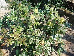 Dyglialapė mahonija (Mahonia aquifolium)