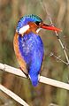 Malachite Kingfisher, Alcedo cristata at Marievale Nature Reserve, Gauteng, South Africa (8688963729).jpg