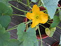 Male spaghetti squash flower.jpg