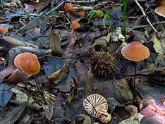 Marasmius fulvoferrugineus 192077.jpg