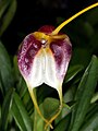 Masdevallia schroederiana flower