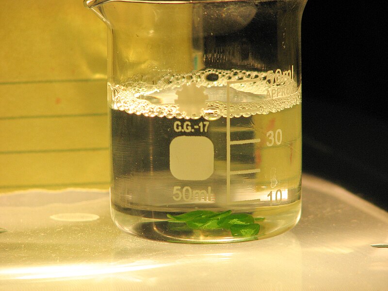 File:Measuring Photosynthesis.jpg