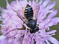 Megachile centuncularis (Linnaeus, 1758)