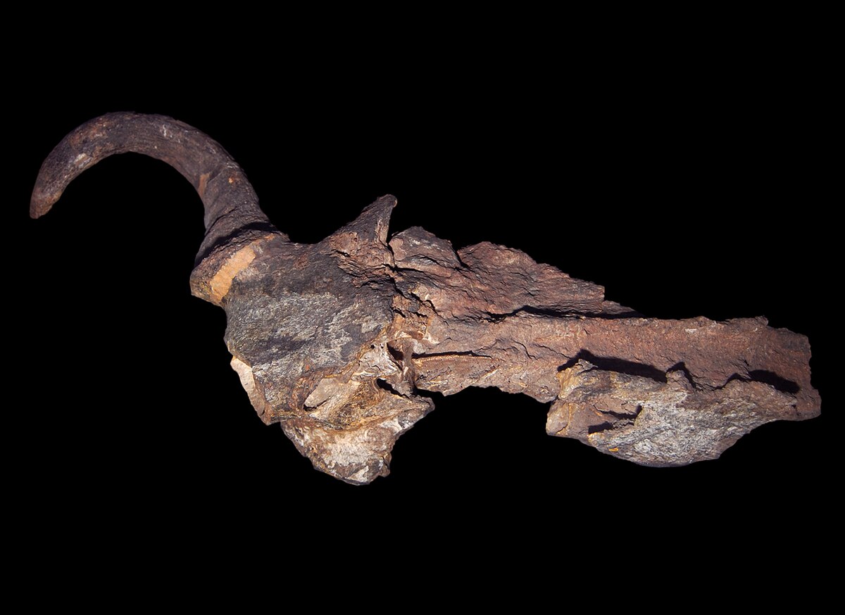 Megalotragus skull.jpg