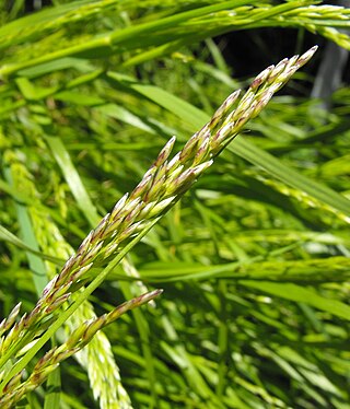 <i>Melica imperfecta</i> Species of flowering plant