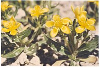 Mentzelia mollis flowering in SW Idaho 4.jpg