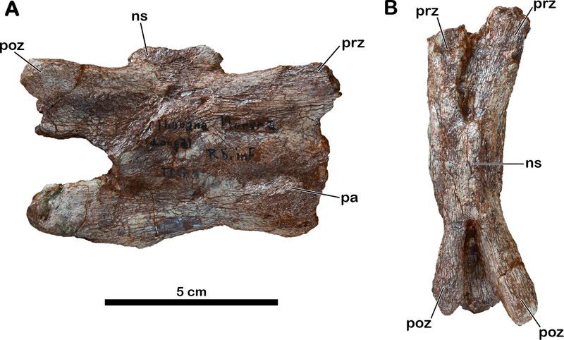 File:Meroktenos caudal vertebra.png