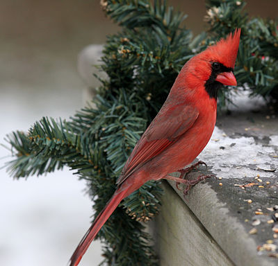 Cardinalis cardinalis