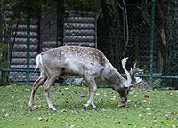 Mesopotamischer Damhirsch (Dama dama mesopotamica), Tierpark Hellabrunn, München