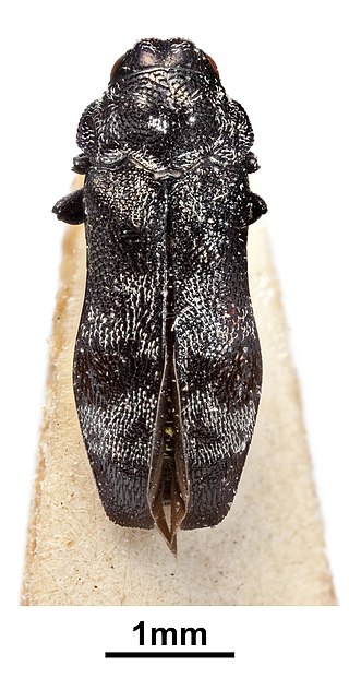<i>Metasambus</i> Genus of beetles