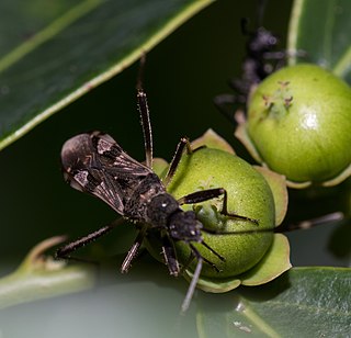 <i>Metochus uniguttatus</i> Species of dirt-colored seed bug