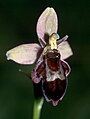 Ophrys × pietzschii Germany - Rhön