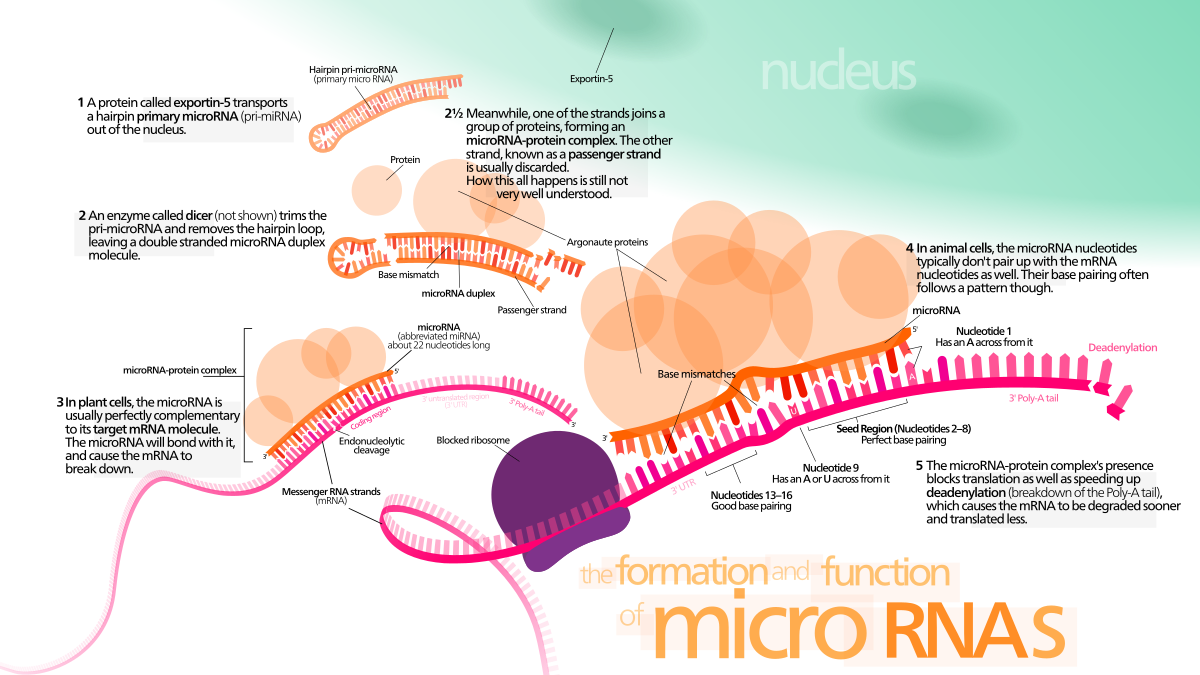 MicroRNA (miRNA) are small, single-stranded, non-coding RNA molecules containing 21 to 23 nucleotides.[ 1]  Found in plants, animals and some 