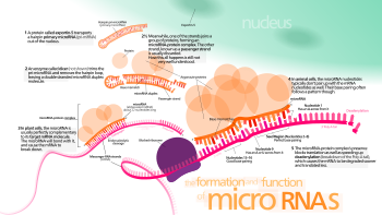 Diagram of RISC activity with miRNAs MiRNA.svg