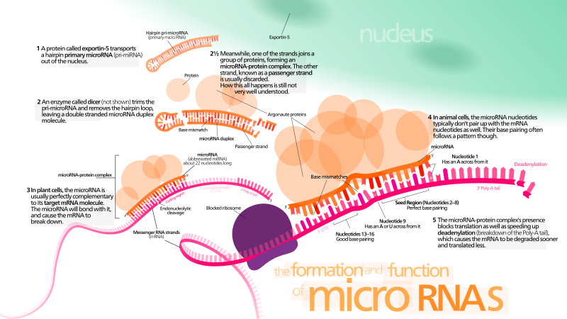 Diagram of microRNA (miRNA) action with mRNA