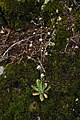 Saxifraga ferruginea