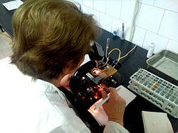 Microscopic examination in a biochemical laboratory Microscopic observation, Mikroskopiranje.jpg