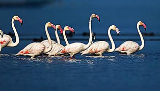 Migratory Flamingos at Chilika